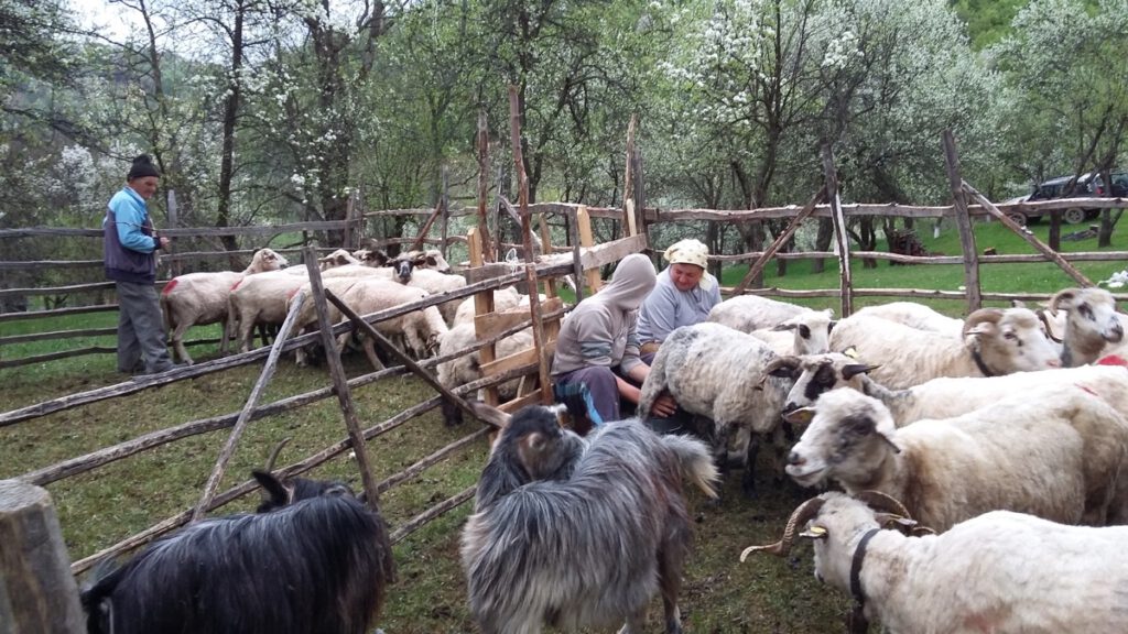 Roemenië – foto 25