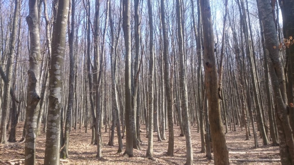 Roemenië – foto 30