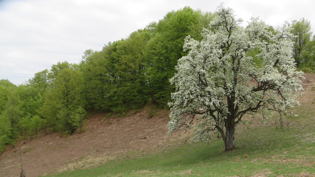 Roemenië – foto 46